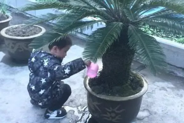 铁树中间的黄色是什么，是花朵