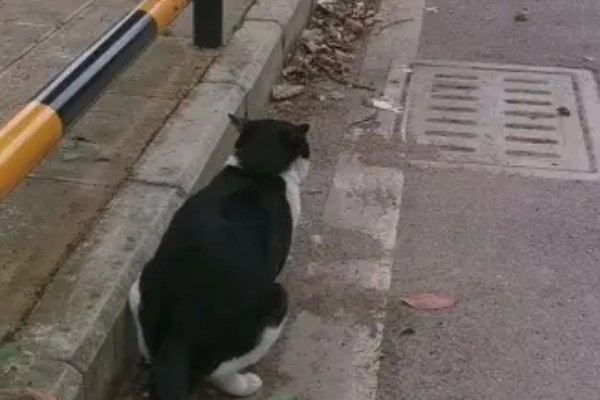 猫随地大小便的原因,可能是因为猫咪生病了