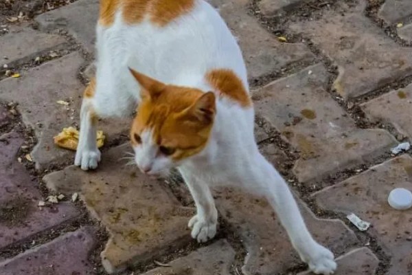 猫随地大小便的原因,可能是因为猫咪生病了