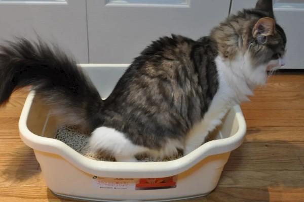 猫随地大小便的原因,可能是因为猫咪生病了