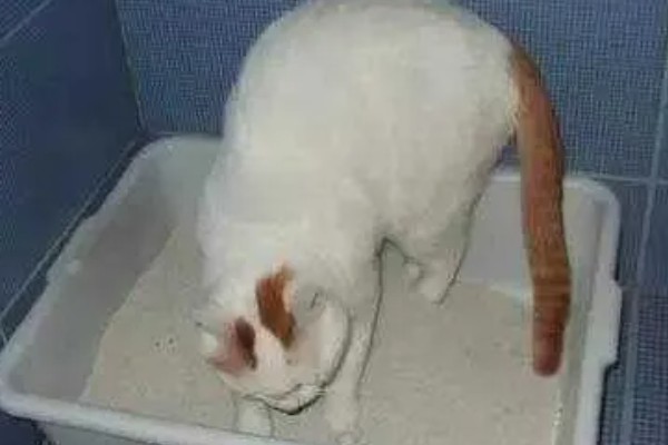 猫随地大小便的原因,可能是因为猫咪生病了