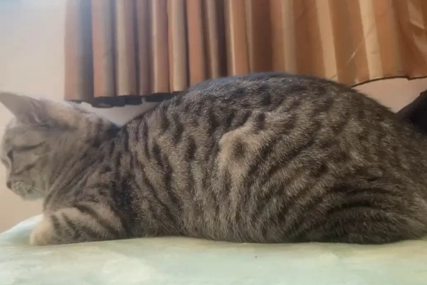 猫随地大小便的原因,可能是因为猫咪生病了