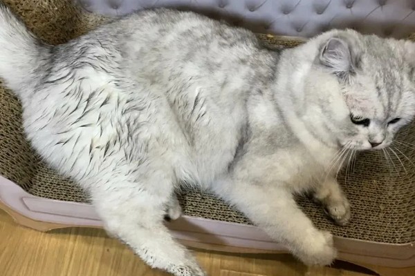 猫随地大小便的原因,可能是因为猫咪生病了