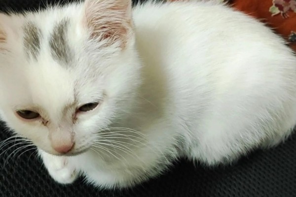 猫随地大小便的原因,可能是因为猫咪生病了