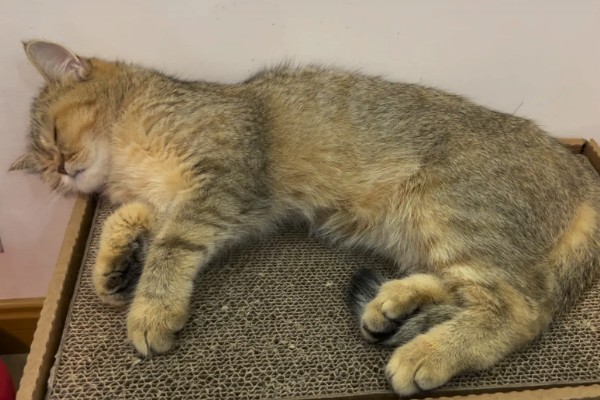 猫随地大小便的原因,可能是因为猫咪生病了