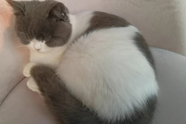 猫随地大小便的原因,可能是因为猫咪生病了