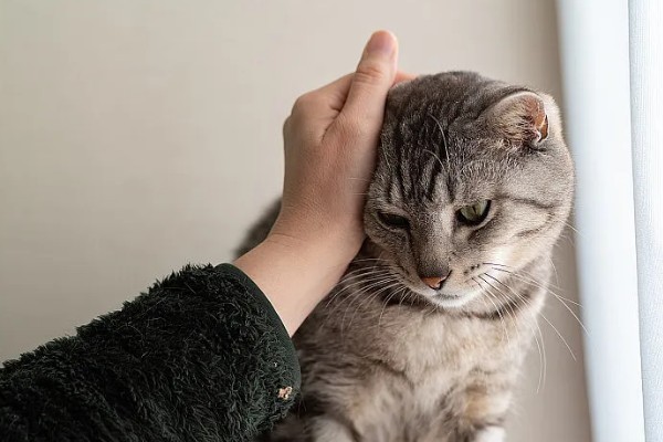 猫随地大小便的原因,可能是因为猫咪生病了