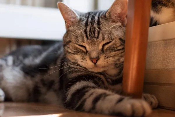 猫随地大小便的原因,可能是因为猫咪生病了