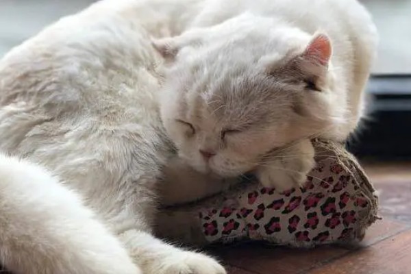 猫随地大小便的原因,可能是因为猫咪生病了