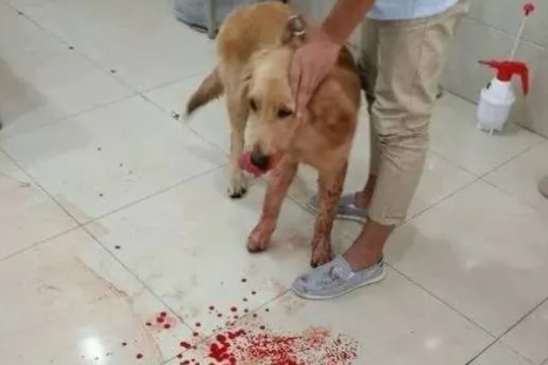 狗狗咳血的原因，可能是肺部疾病引起的