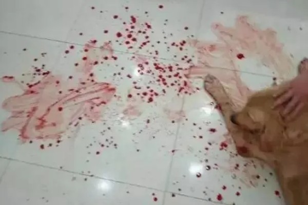 狗狗咳血的原因，可能是肺部疾病引起的