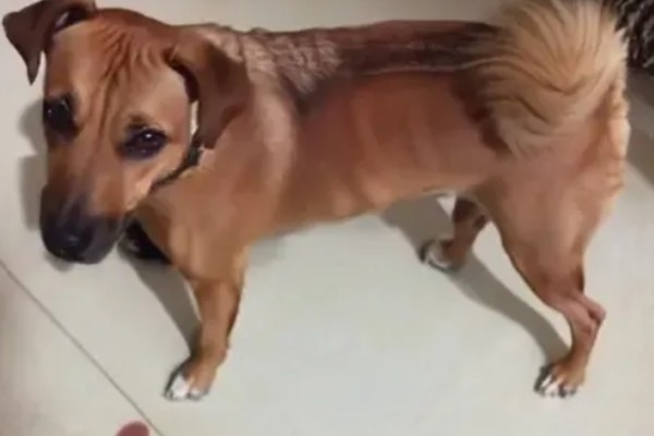 狗狗咳血的原因，可能是肺部疾病引起的