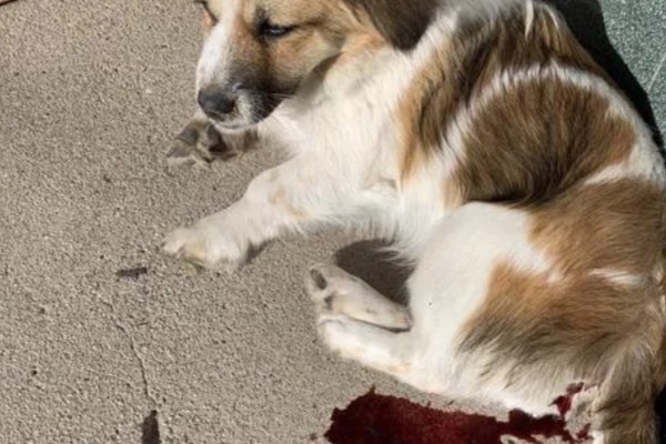 狗狗咳血的原因，可能是肺部疾病引起的