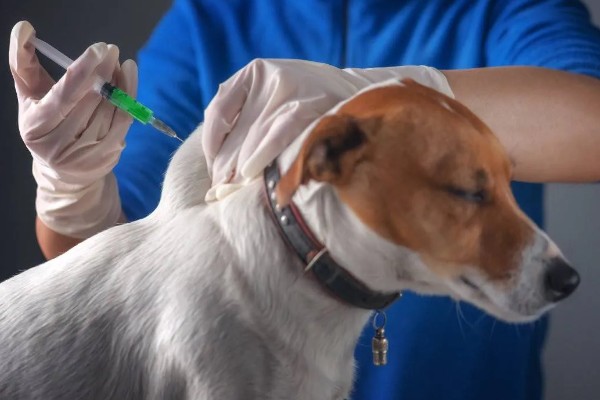 狗狗咳血的原因，可能是肺部疾病引起的