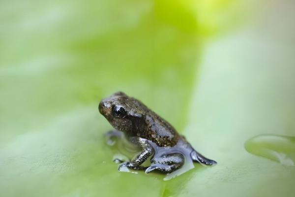 牛蛙的养殖温度，生长温度为25-30℃