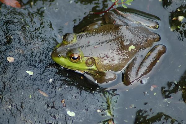 牛蛙的养殖温度，生长温度为25-30℃