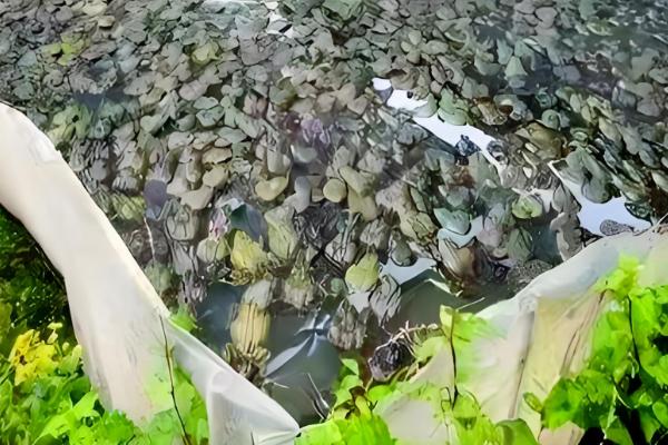 牛蛙的养殖温度，生长温度为25-30℃