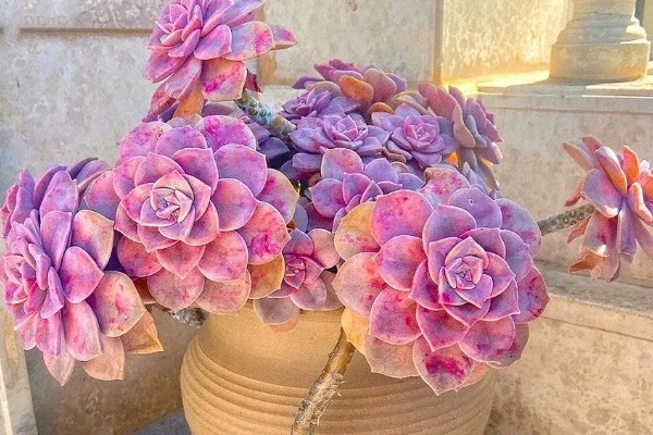 紫乐不紫了怎么处理，及时补充光照