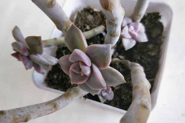 紫乐不紫了怎么处理，及时补充光照