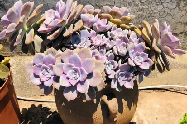 紫乐不紫了怎么处理，及时补充光照