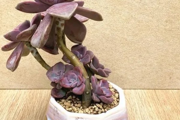 紫乐不紫了怎么处理，及时补充光照