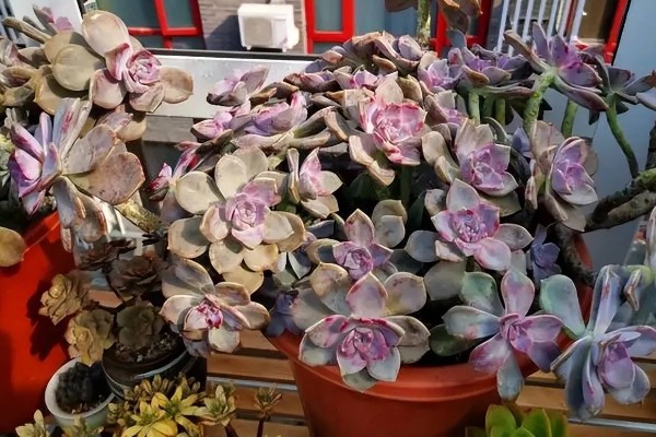 紫乐不紫了怎么处理，及时补充光照