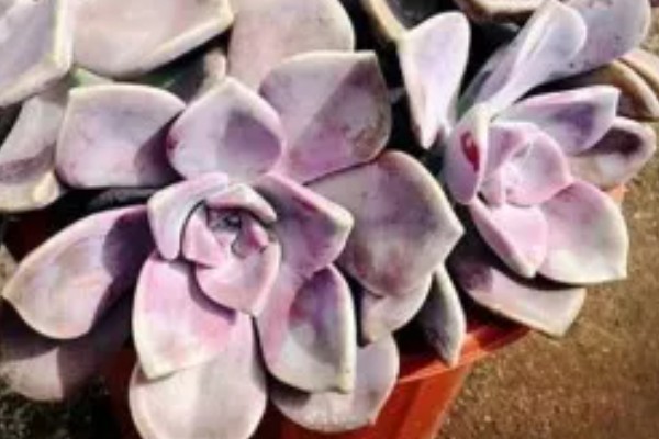 紫乐不紫了怎么处理，及时补充光照