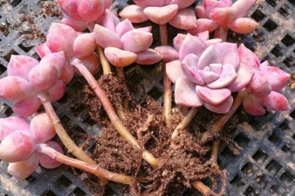 紫乐不紫了怎么处理，及时补充光照