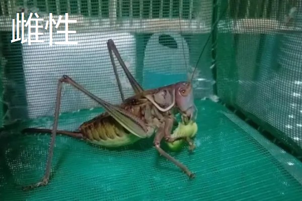 蝈蝈怎么分辩公母，雌性蝈蝈腹部具产卵器