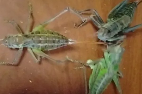 蝈蝈怎么分辩公母，雌性蝈蝈腹部具产卵器