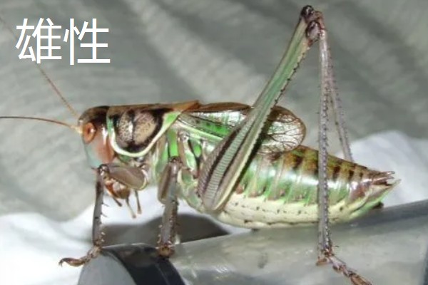 蝈蝈怎么分辩公母，雌性蝈蝈腹部具产卵器