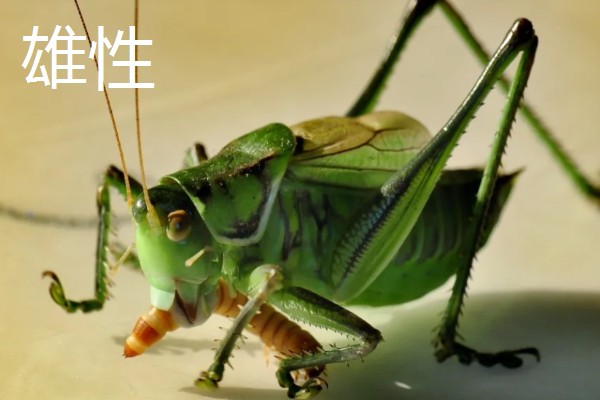 蝈蝈怎么分辩公母，雌性蝈蝈腹部具产卵器