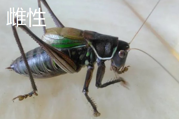 蝈蝈怎么分辩公母，雌性蝈蝈腹部具产卵器
