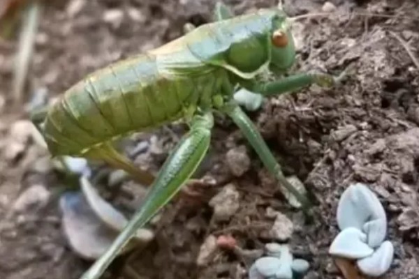 蝈蝈怎么分辩公母，雌性蝈蝈腹部具产卵器