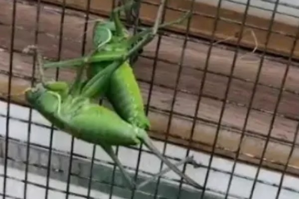 蝈蝈怎么分辩公母，雌性蝈蝈腹部具产卵器