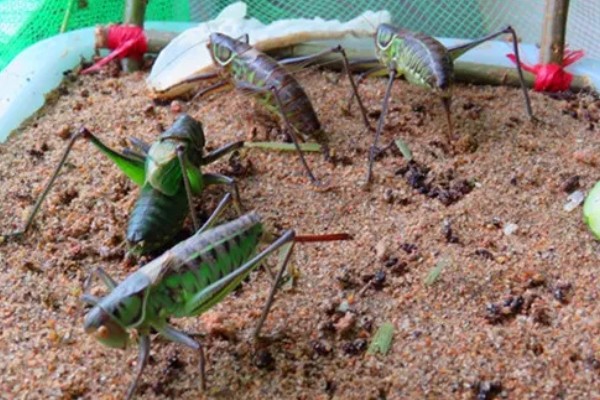 蝈蝈怎么分辩公母，雌性蝈蝈腹部具产卵器