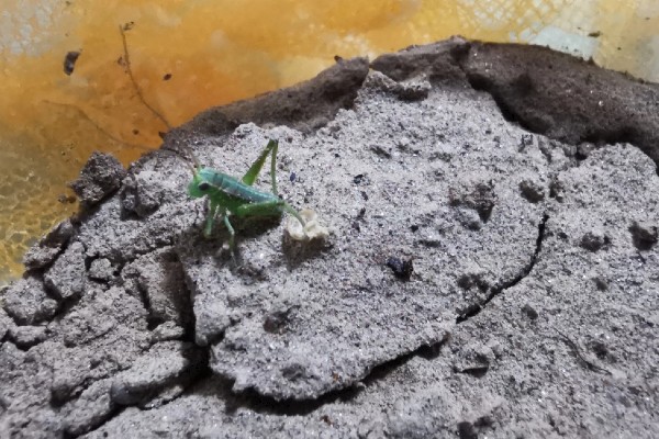 蝈蝈怎么分辩公母，雌性蝈蝈腹部具产卵器