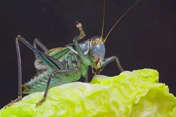 蝈蝈怎么分辩公母，雌性蝈蝈腹部具产卵器