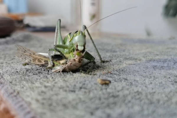 蝈蝈怎么分辩公母，雌性蝈蝈腹部具产卵器