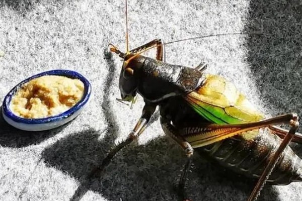 蝈蝈怎么分辩公母，雌性蝈蝈腹部具产卵器