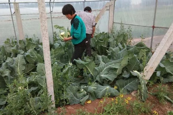 绿菜花的采收方法，在花球紧实、色绿时采收