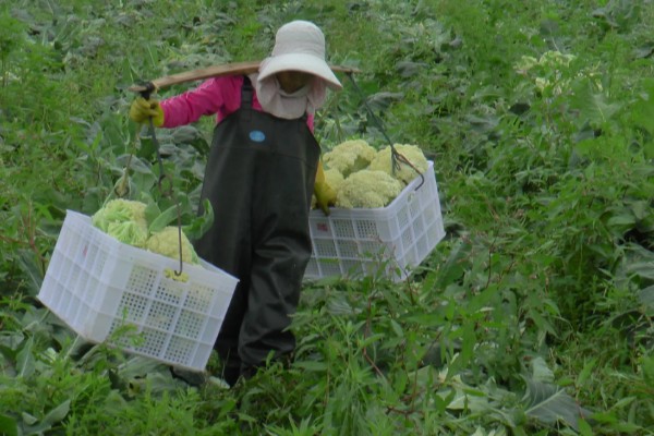绿菜花的采收方法，在花球紧实、色绿时采收