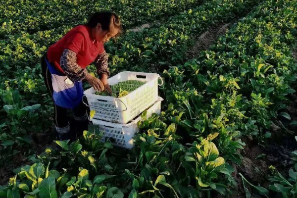 绿菜花的采收方法，在花球紧实、色绿时采收