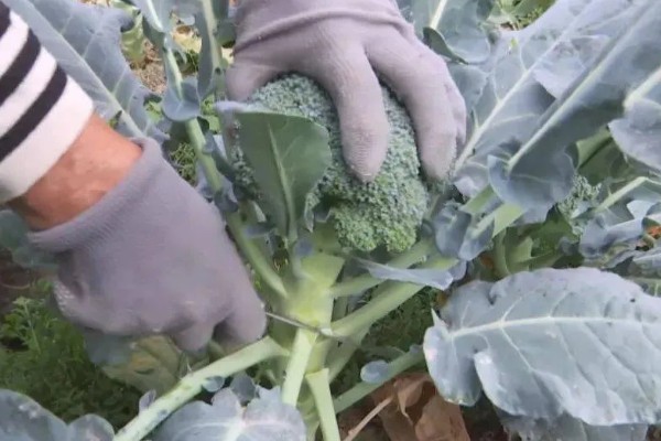 绿菜花的采收方法，在花球紧实、色绿时采收