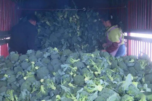 绿菜花的采收方法，在花球紧实、色绿时采收