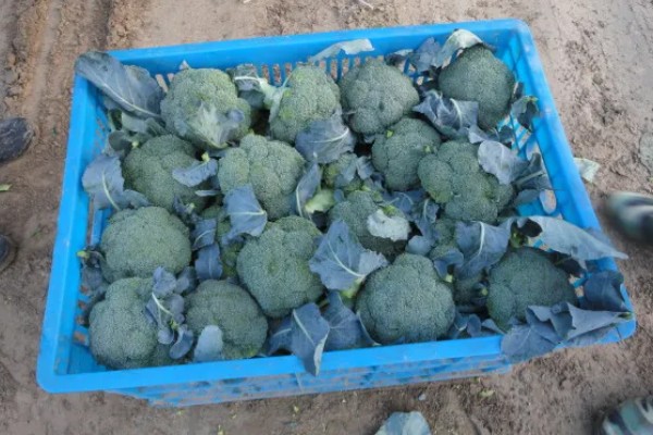 绿菜花的采收方法，在花球紧实、色绿时采收