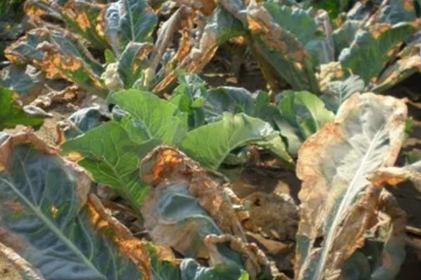 绿菜花的采收方法，在花球紧实、色绿时采收