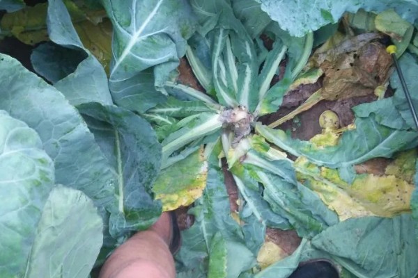 绿菜花的采收方法，在花球紧实、色绿时采收