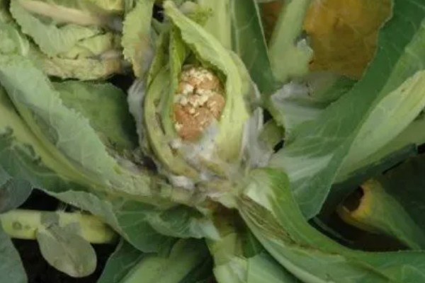 绿菜花的采收方法，在花球紧实、色绿时采收