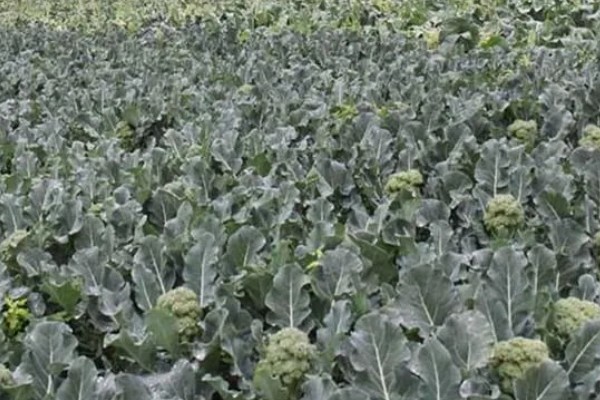 绿菜花的采收方法，在花球紧实、色绿时采收